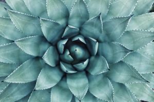 photo 1459664018906 085c36f472afcropentropycstinysrgbfitmaxfmjpgixidM3wxNDA1NTd8MHwxfHNlYXJjaHw1fHxncmVlbiUyMHdhbGwlMjBwbGFudHN8ZW58MXwwfHx8MTc0MzkyNjAwMnwwixlibrb 4.0.3q80w1080