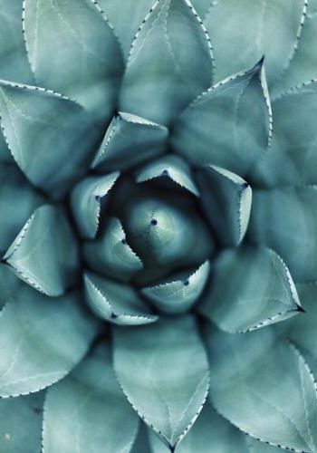 photo 1459664018906 085c36f472afcropentropycstinysrgbfitmaxfmjpgixidM3wxNDA1NTd8MHwxfHNlYXJjaHw1fHxncmVlbiUyMHdhbGwlMjBwbGFudHN8ZW58MXwwfHx8MTc0MzkyNjAwMnwwixlibrb 4.0.3q80w1080