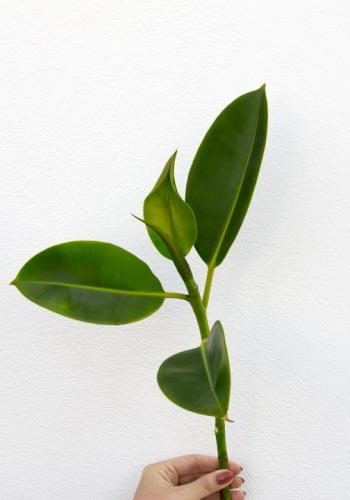 photo 1541542703973 7b8388b0aea5cropentropycstinysrgbfitmaxfmjpgixidM3wxNDA1NTd8MHwxfHNlYXJjaHwyM3x8Z3JlZW4lMjB3YWxsJTIwcGxhbnRzfGVufDF8MHx8fDE3NDM5MjYwMDJ8MAixlibrb 4.0.3q80w1080